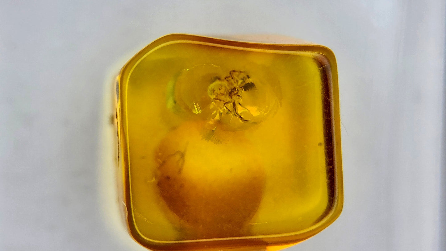 Insect Amber 14