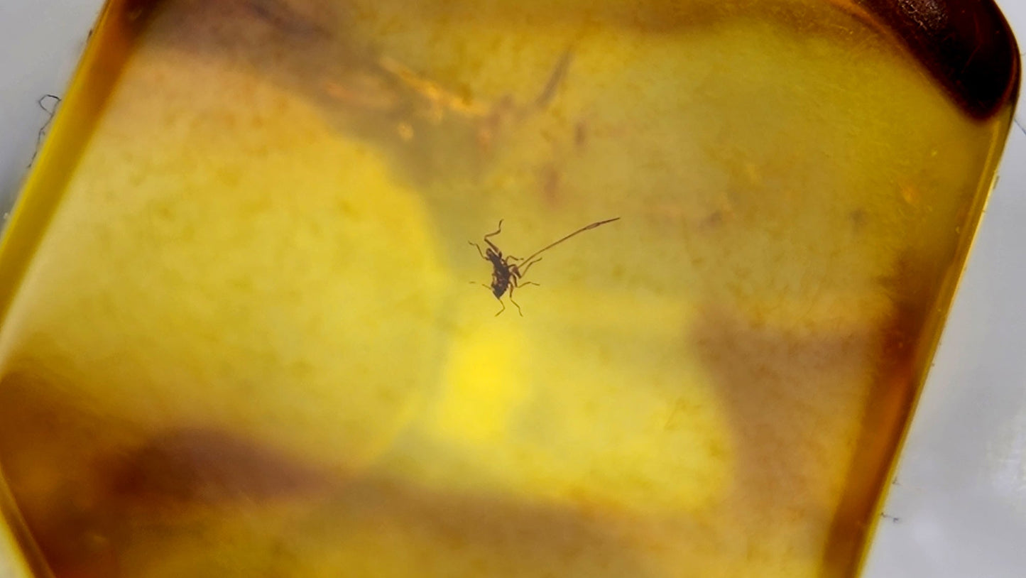 Insect Amber 2