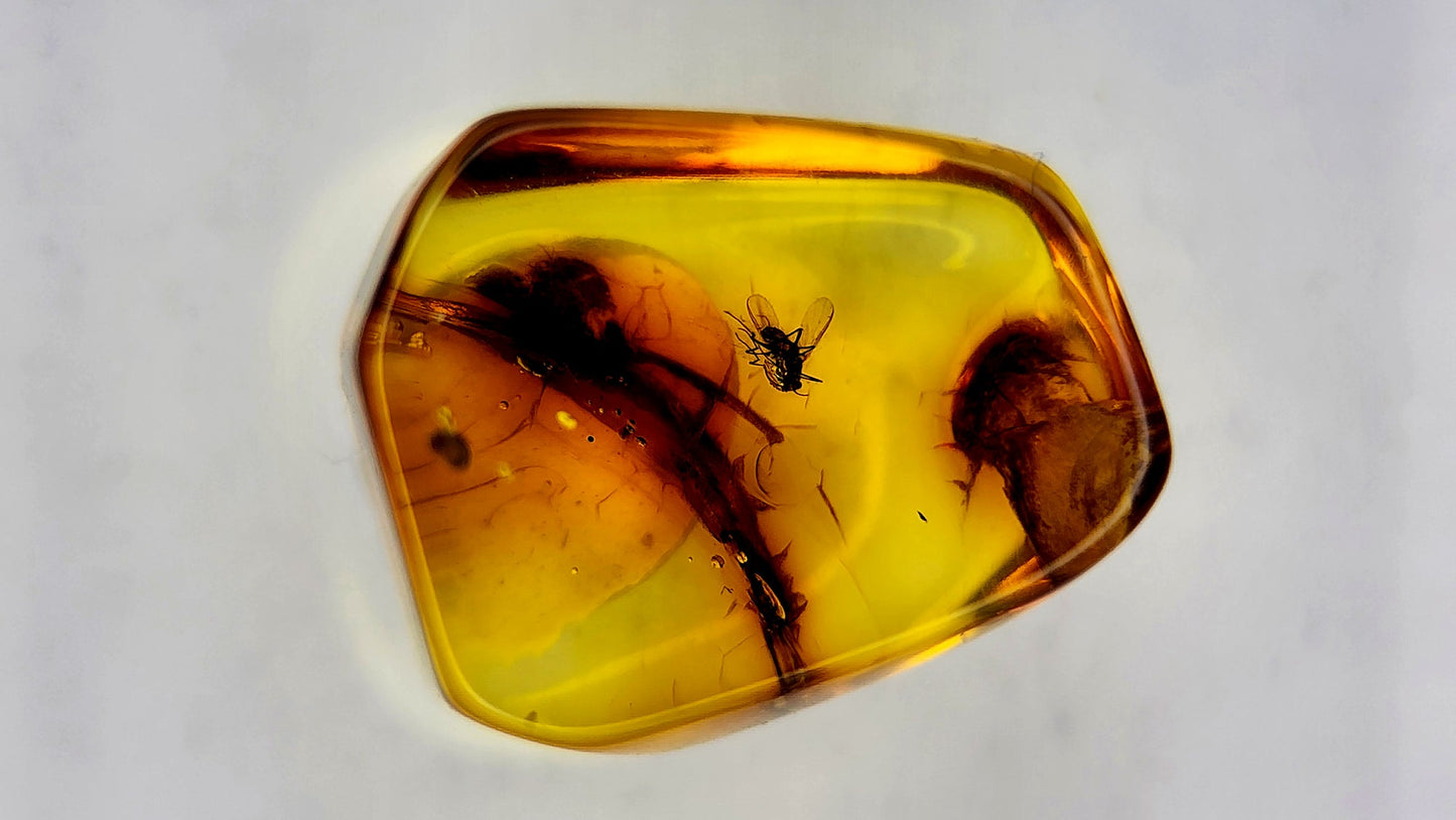 Insect Amber 26