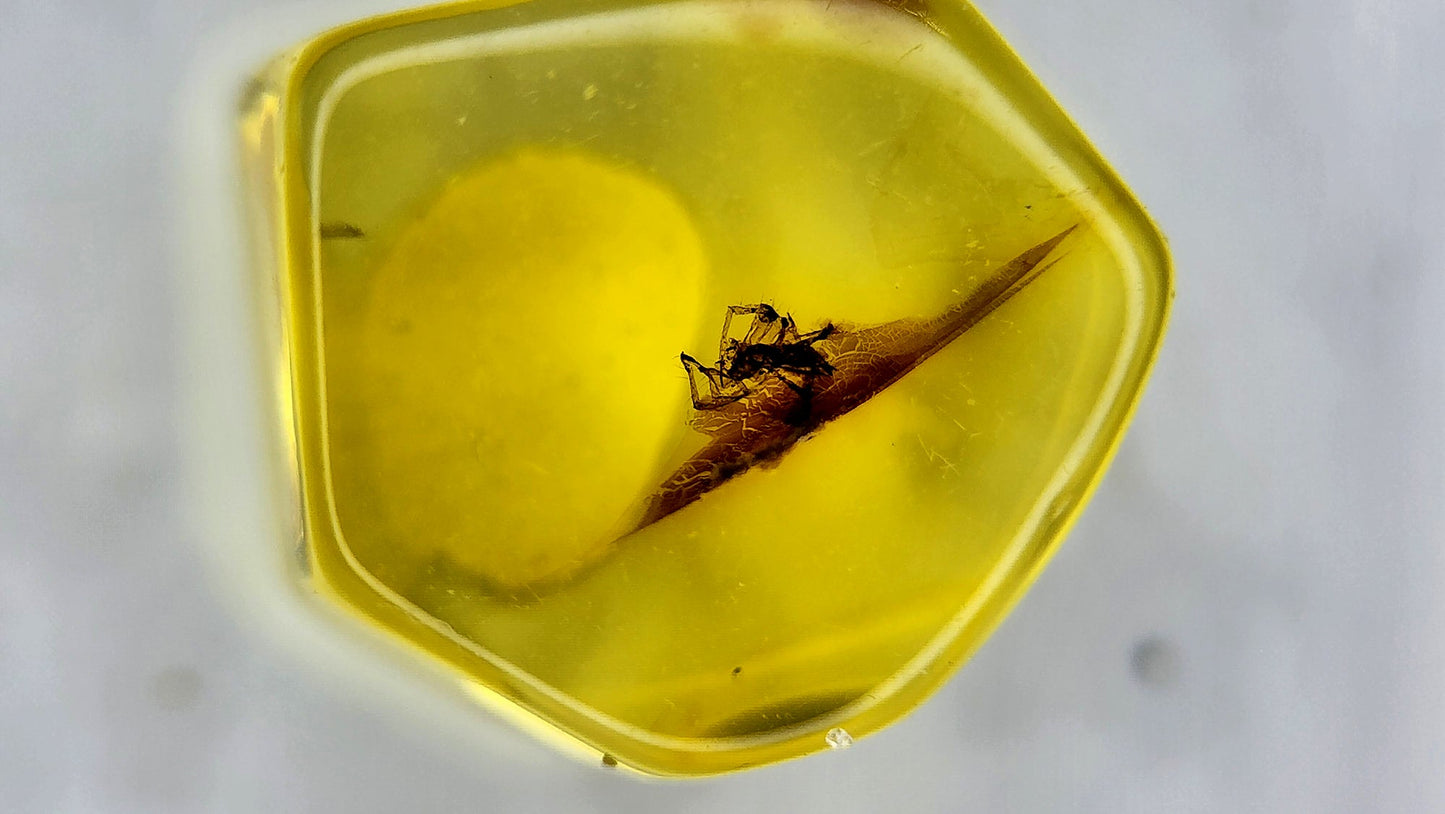 Insect Amber 27