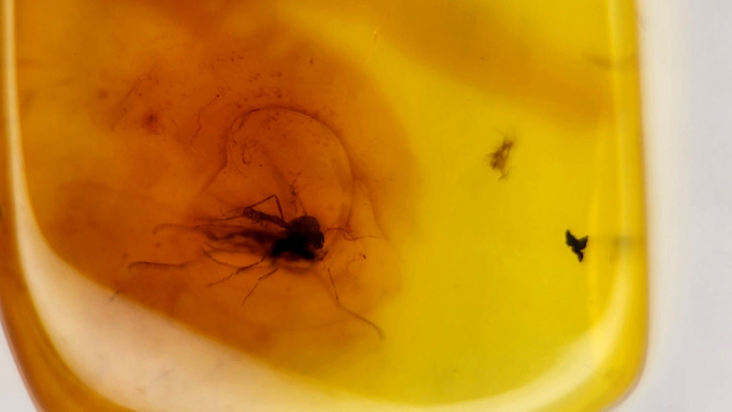 Insect Amber 51