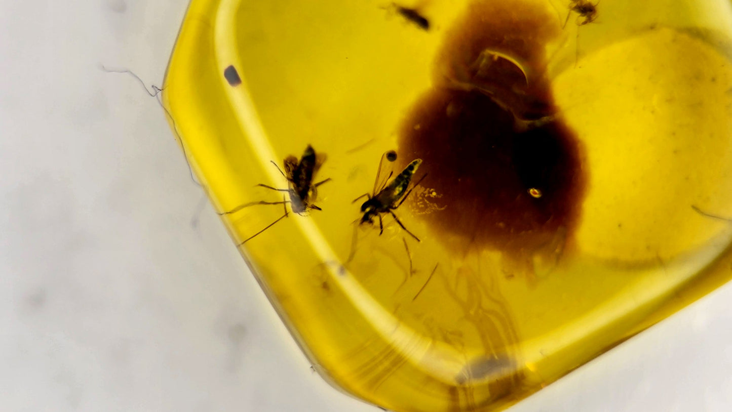 Insect Amber 56