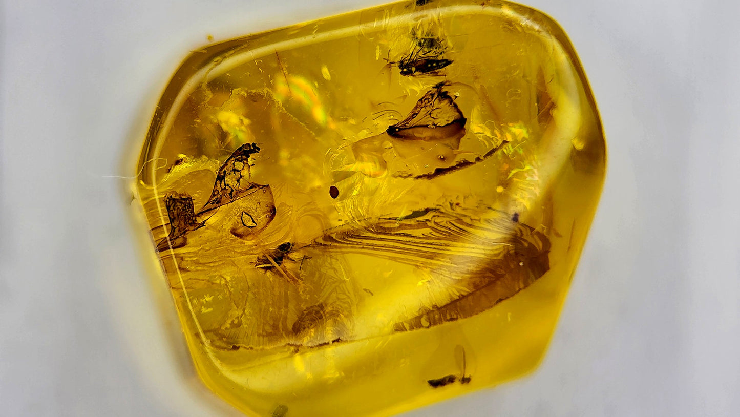 Insect Amber 67