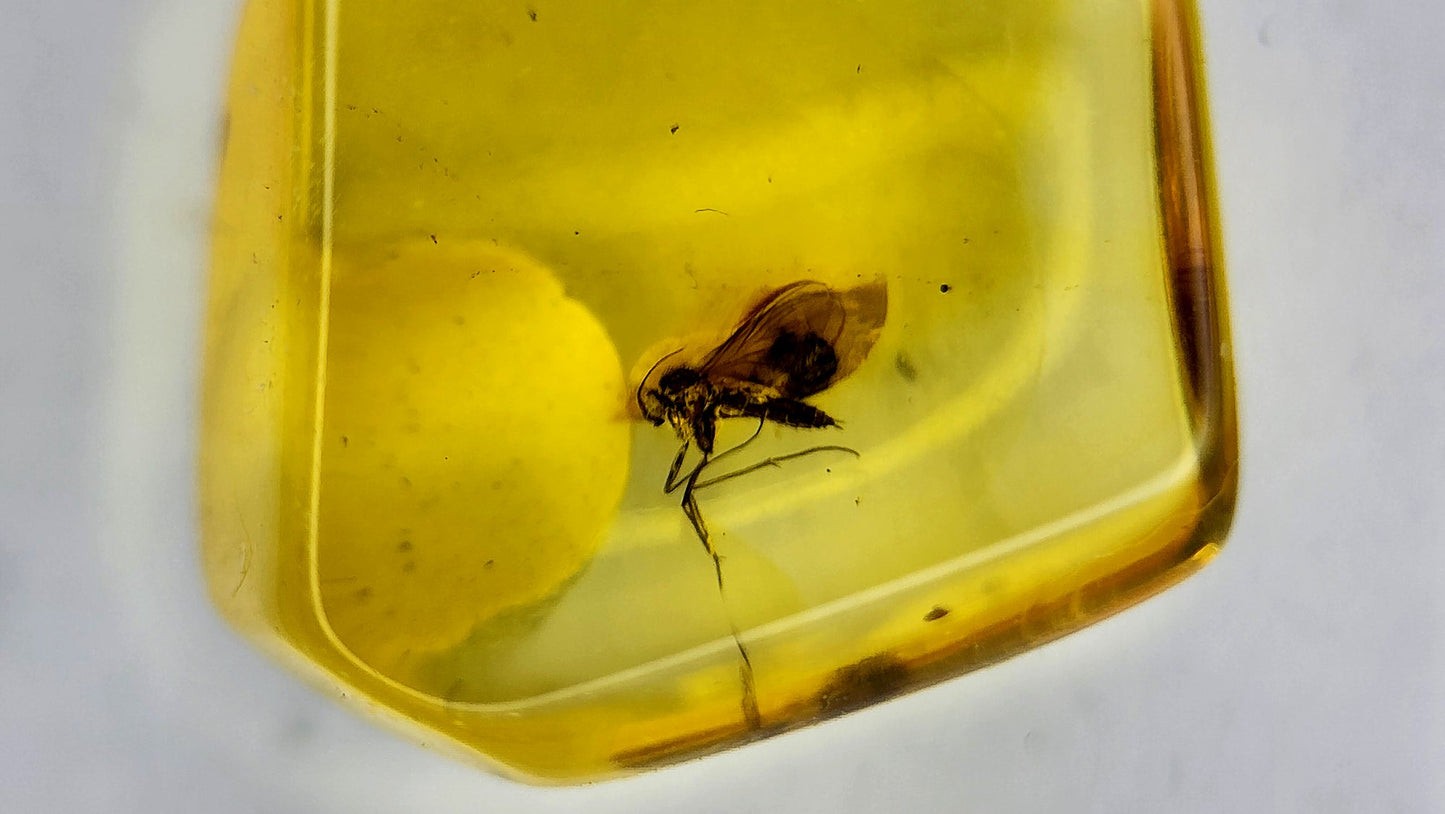 Insect Amber 71