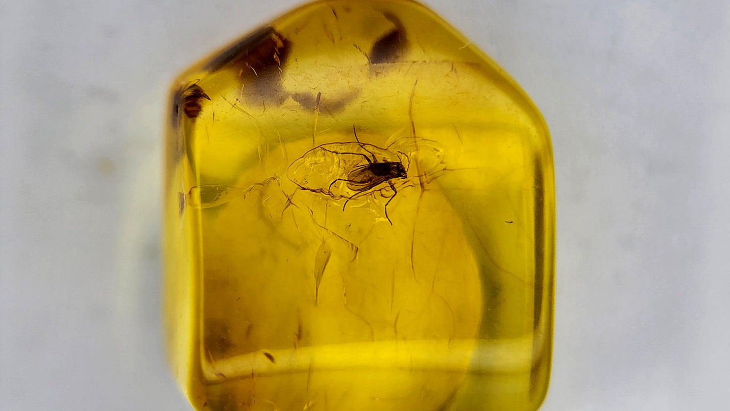 Insect Amber 75