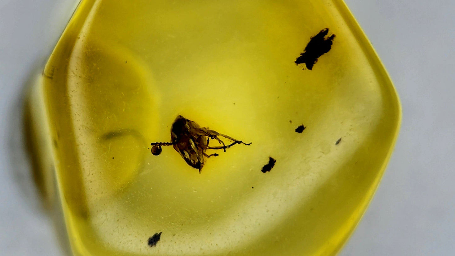 Insect Amber 8