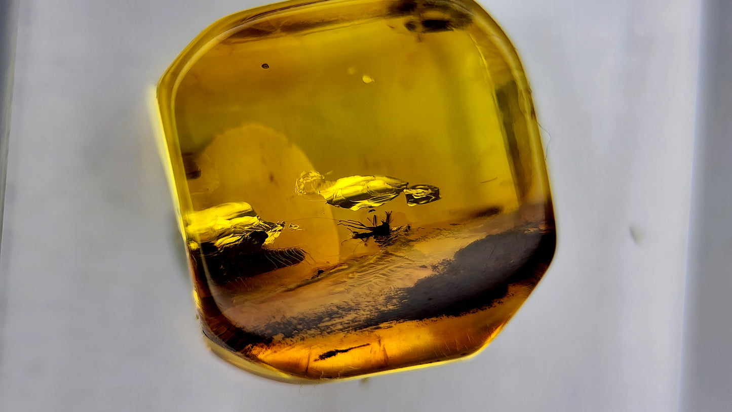Insect Amber 83