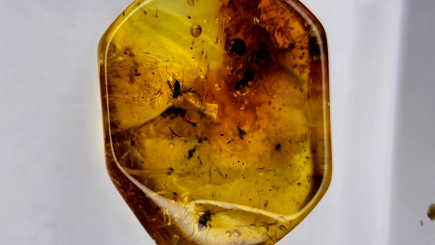 Insect Amber 13