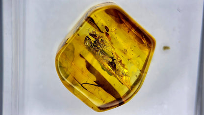 Insect Amber 15