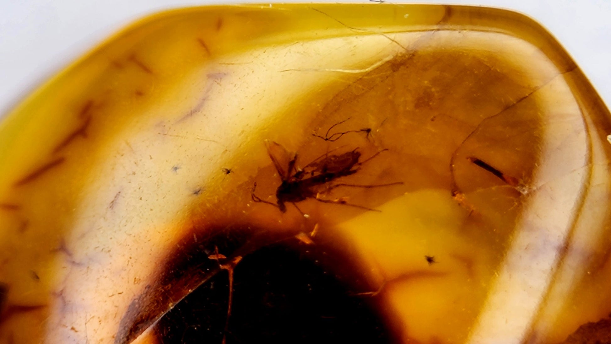 Insect Amber 36