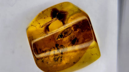 Insect Amber 43